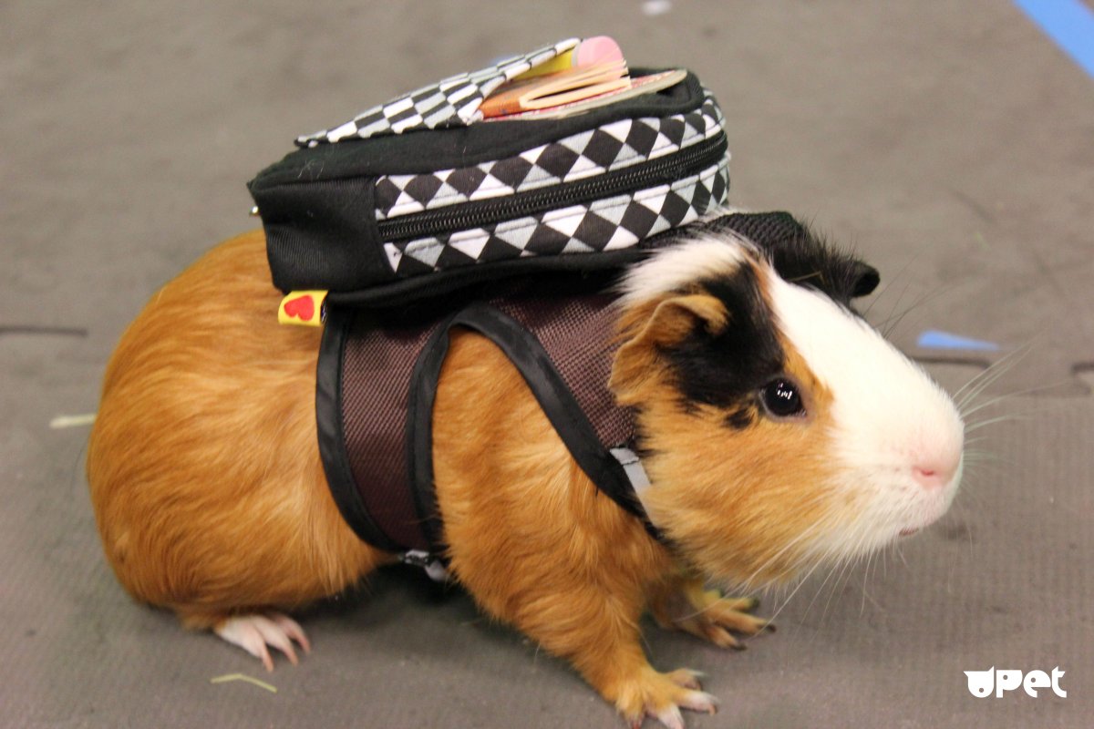 Морская Свинка американский Тедди Калифорния