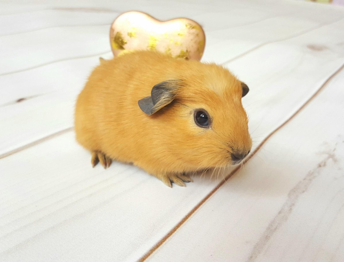 Морская Свинка Калифорния