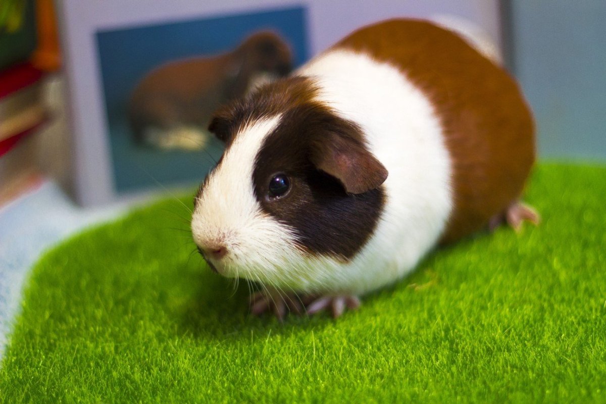 Морская Свинка породы селф