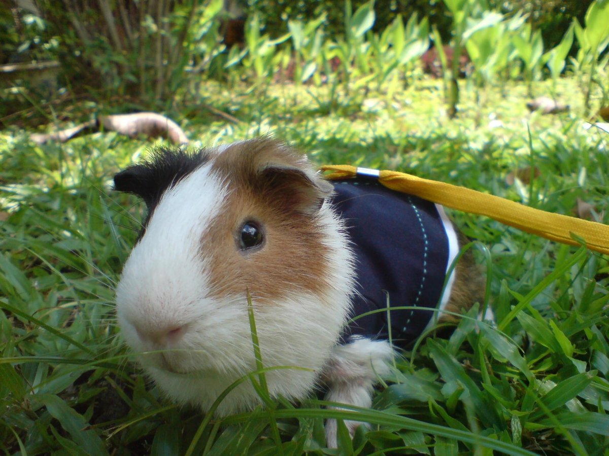 Морская Свинка короткошерстная