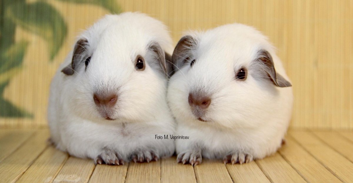Морская Свинка Калифорния белая