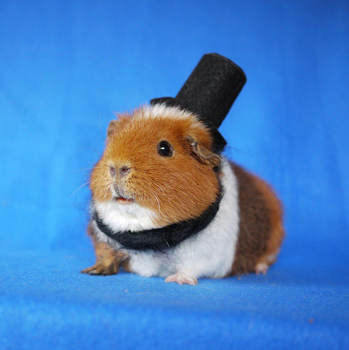 Морские свинки породы шиншилла