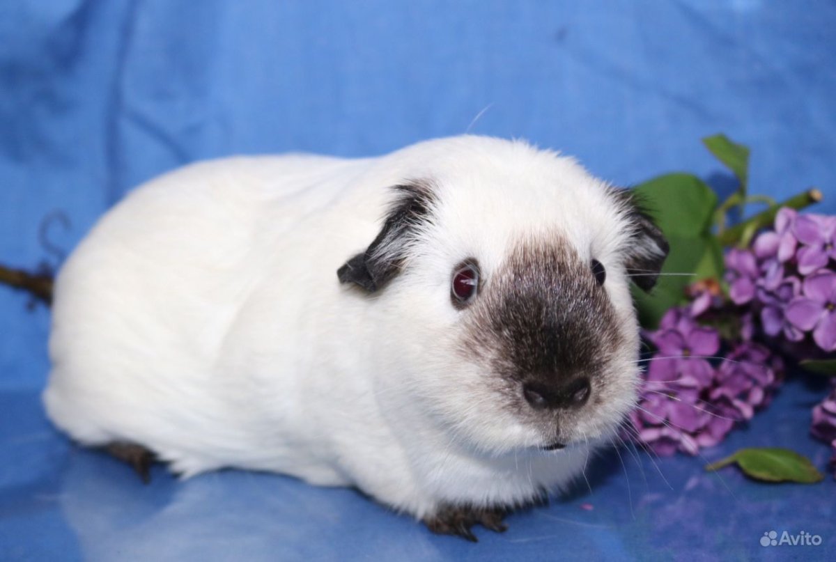 Карликовые калифорнийские морские свинки