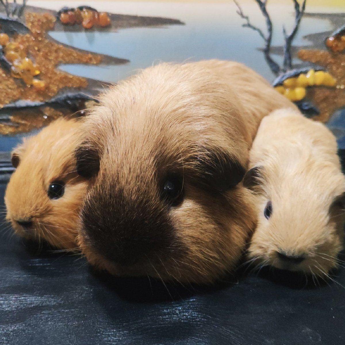 Морская Свинка рекс Калифорния