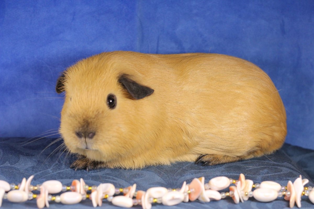 Морская Свинка Калифорния