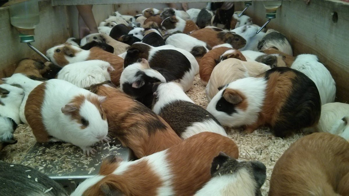 Гималайская морская Свинка