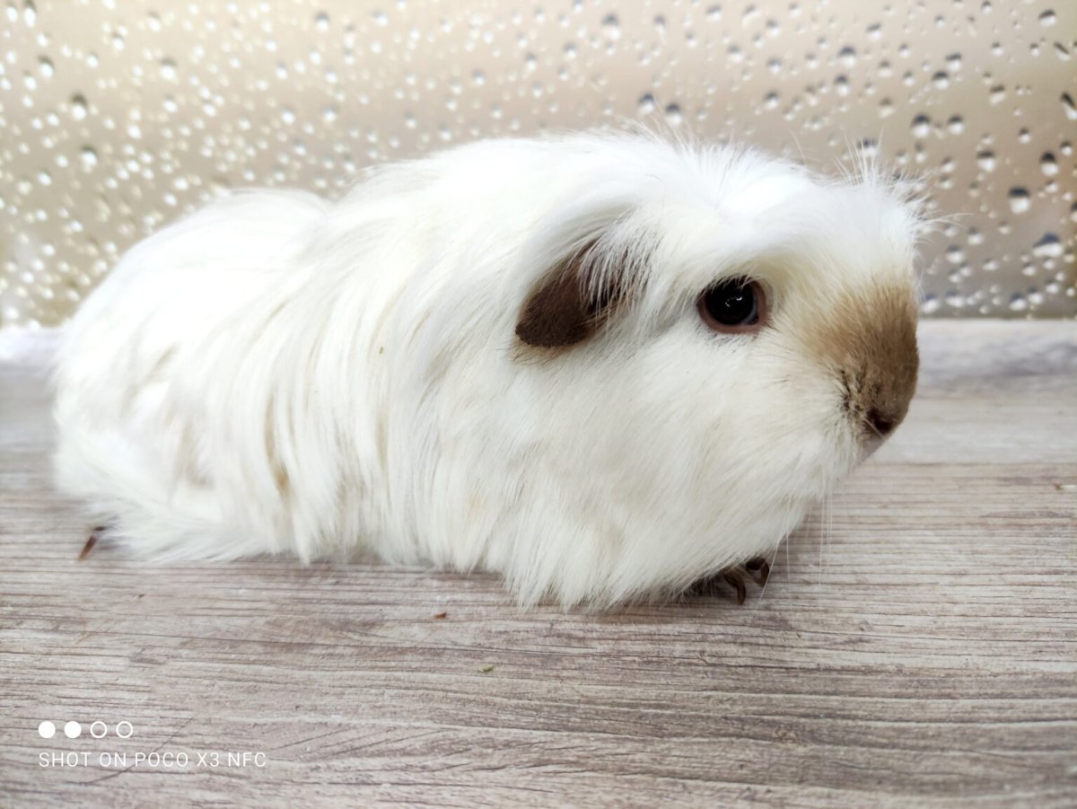 Морская Свинка путешественница