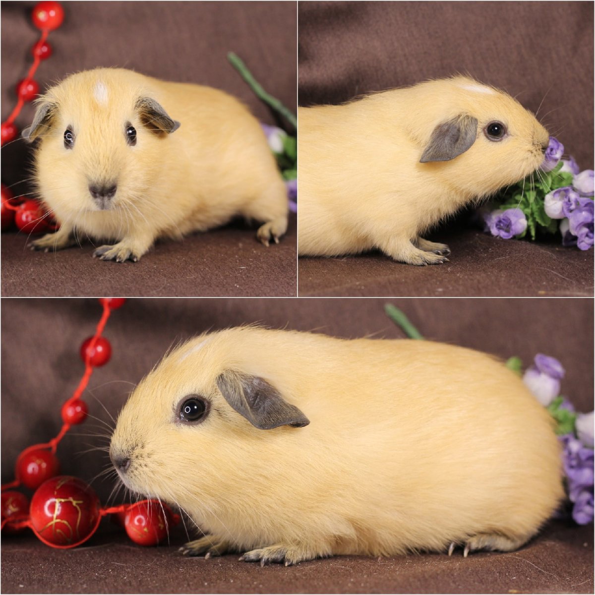 Морская Свинка оффник