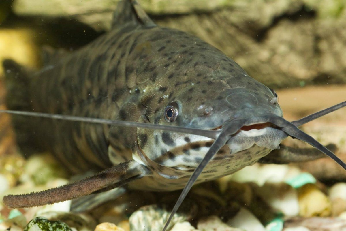 Сом аквариумный таракатум