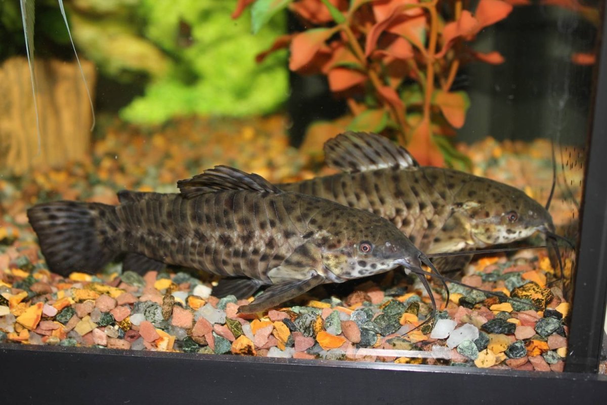 Рыбка сомик таракатум