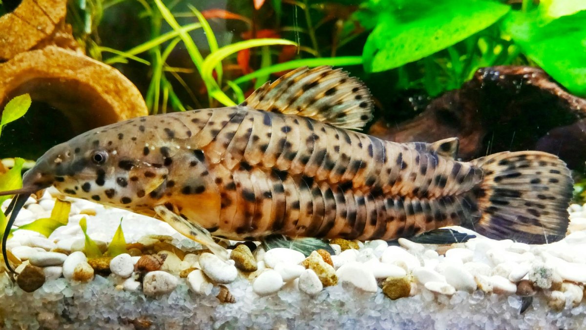 Рыбка сомик таракатум