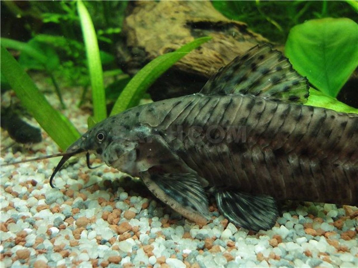 Сомик таракатум