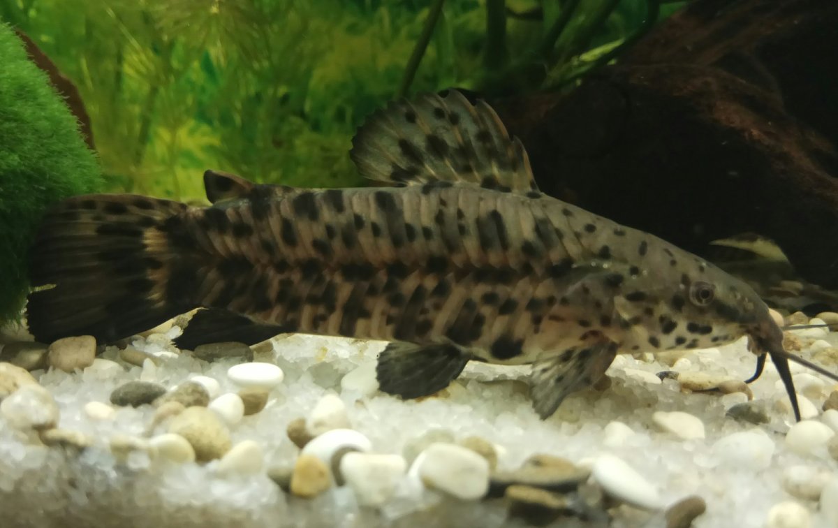 Таракатум белый мрамор