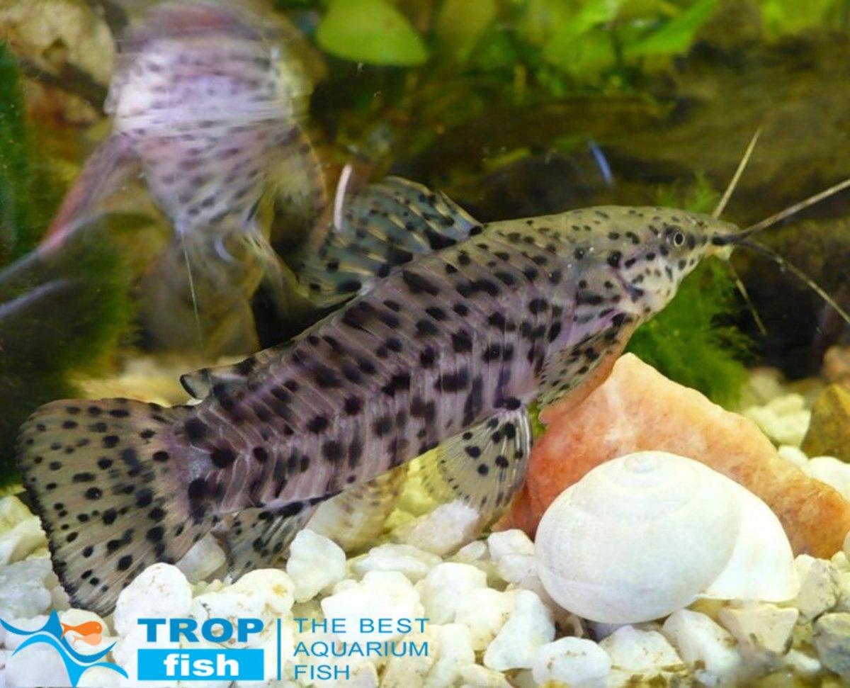 Аквариумные рыбки сом таракатум