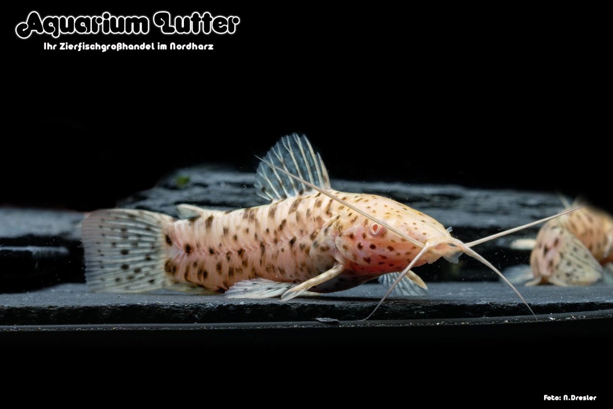 Таракатум альбинос