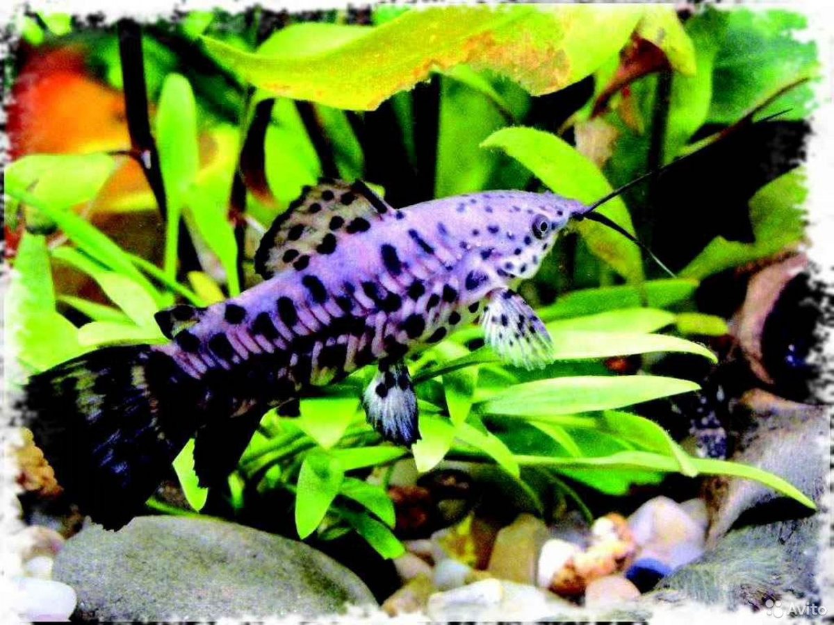 Таракатум рыбка аквариумная