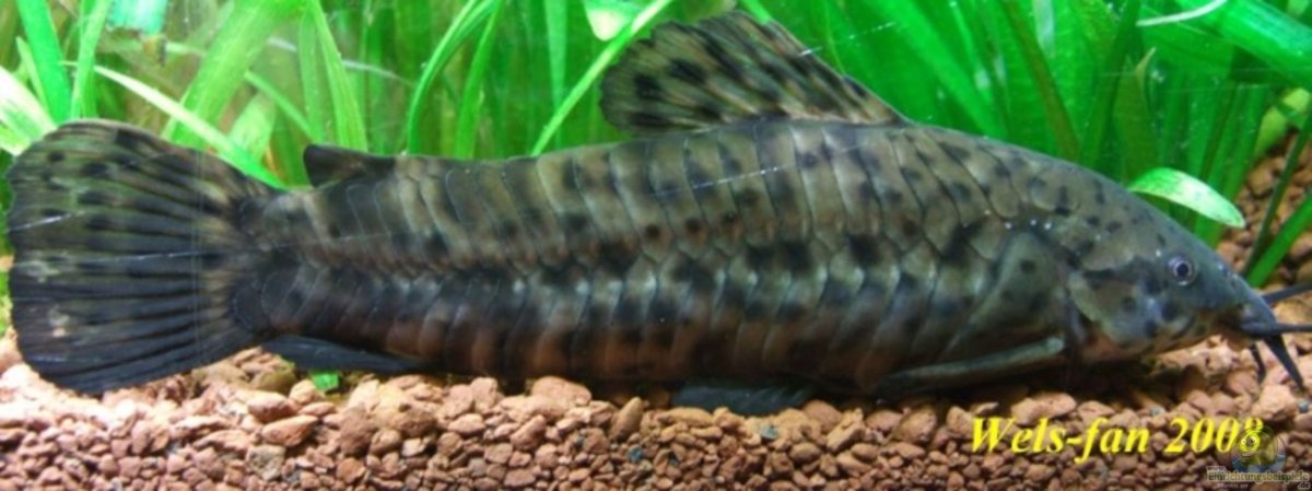 Сом таракатум совместимость