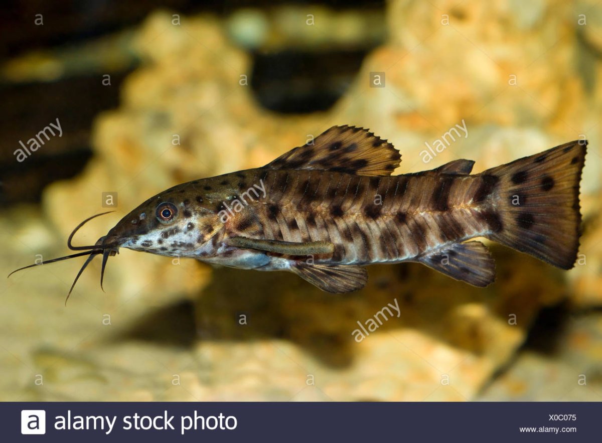 Аквариумные рыбки сом таракатум