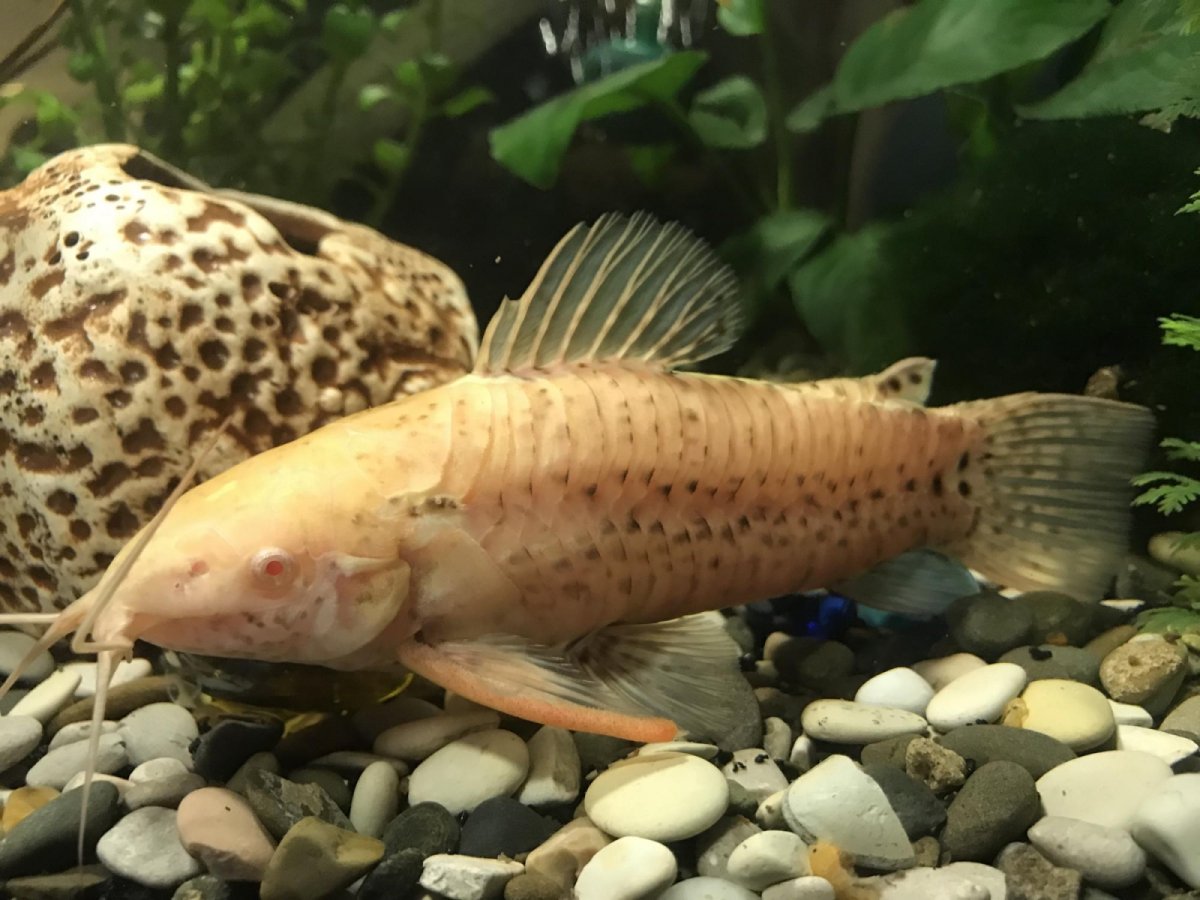 Сомик таракатум