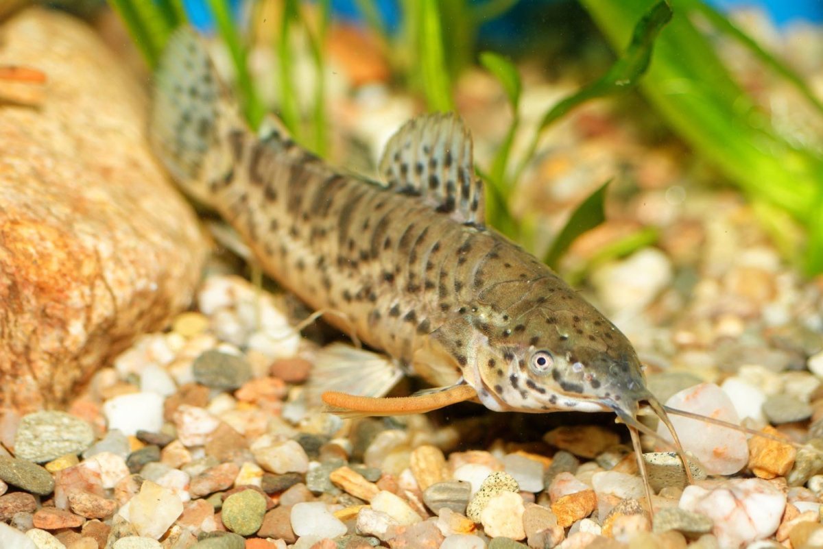 Сомик таракатум