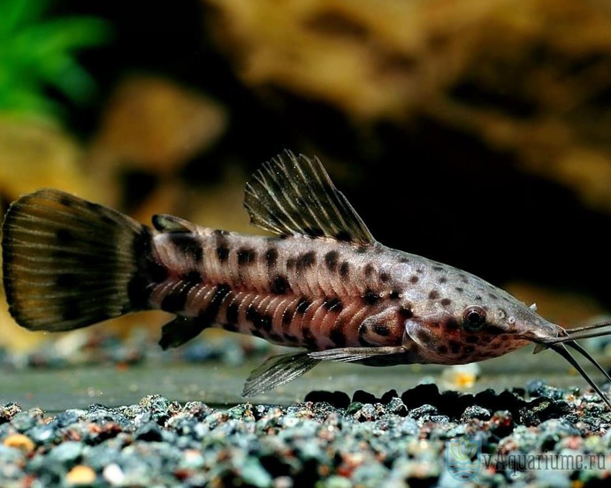 Таракатум рыбка аквариумная