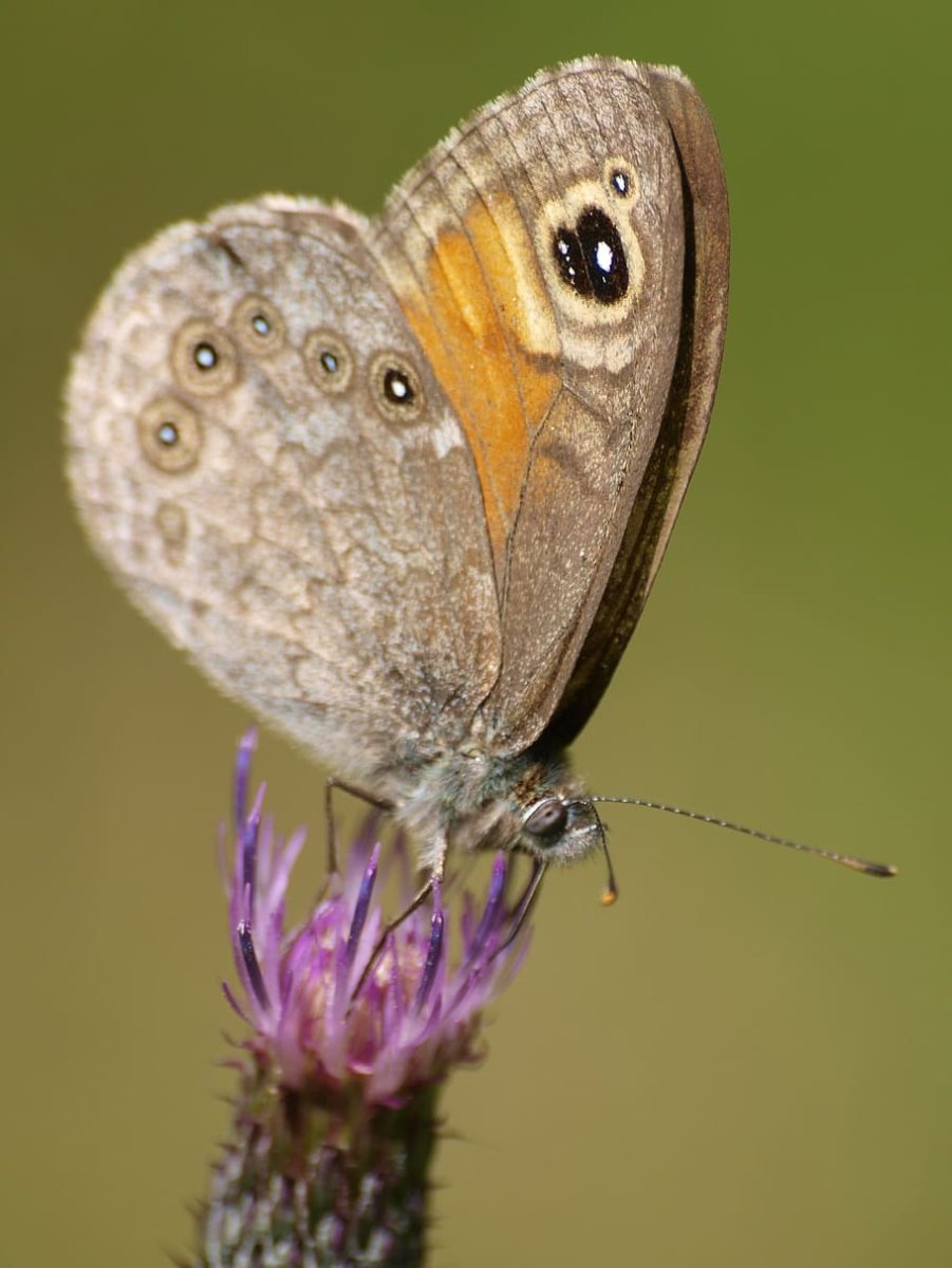 Глаза бабочки