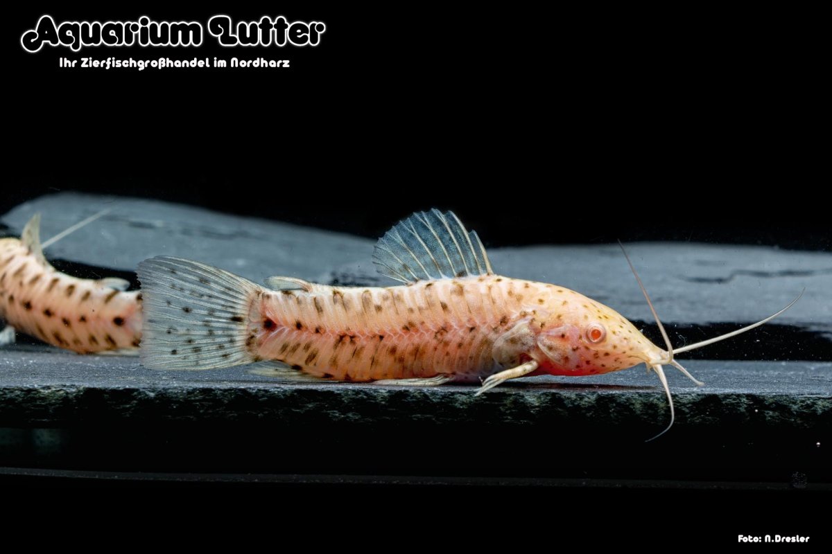 Сомик таракатум альбинос