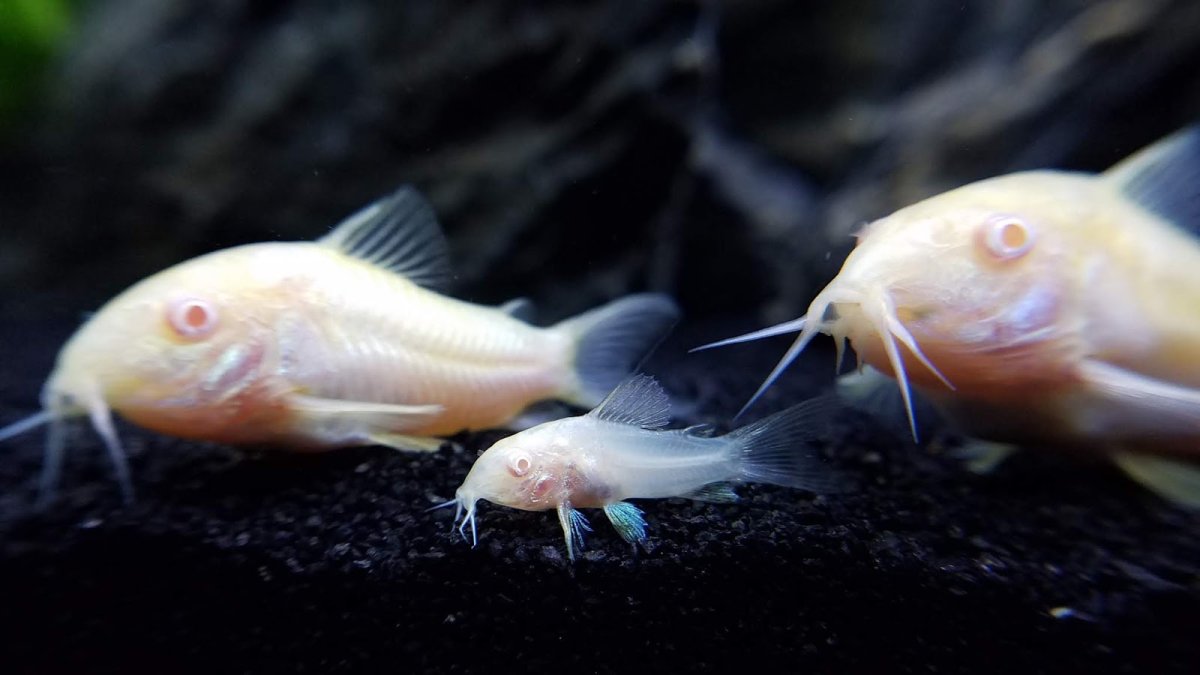 Сомик на белом фоне