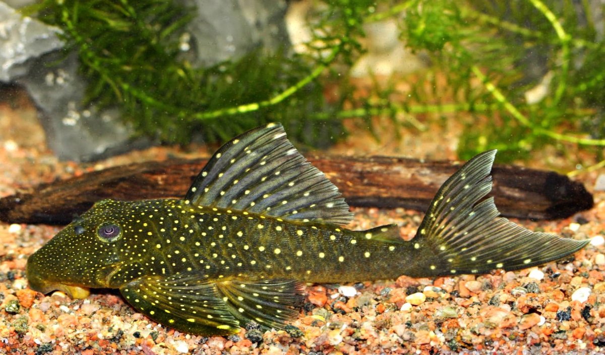 Аквариумная рыбка таракатум совместимость