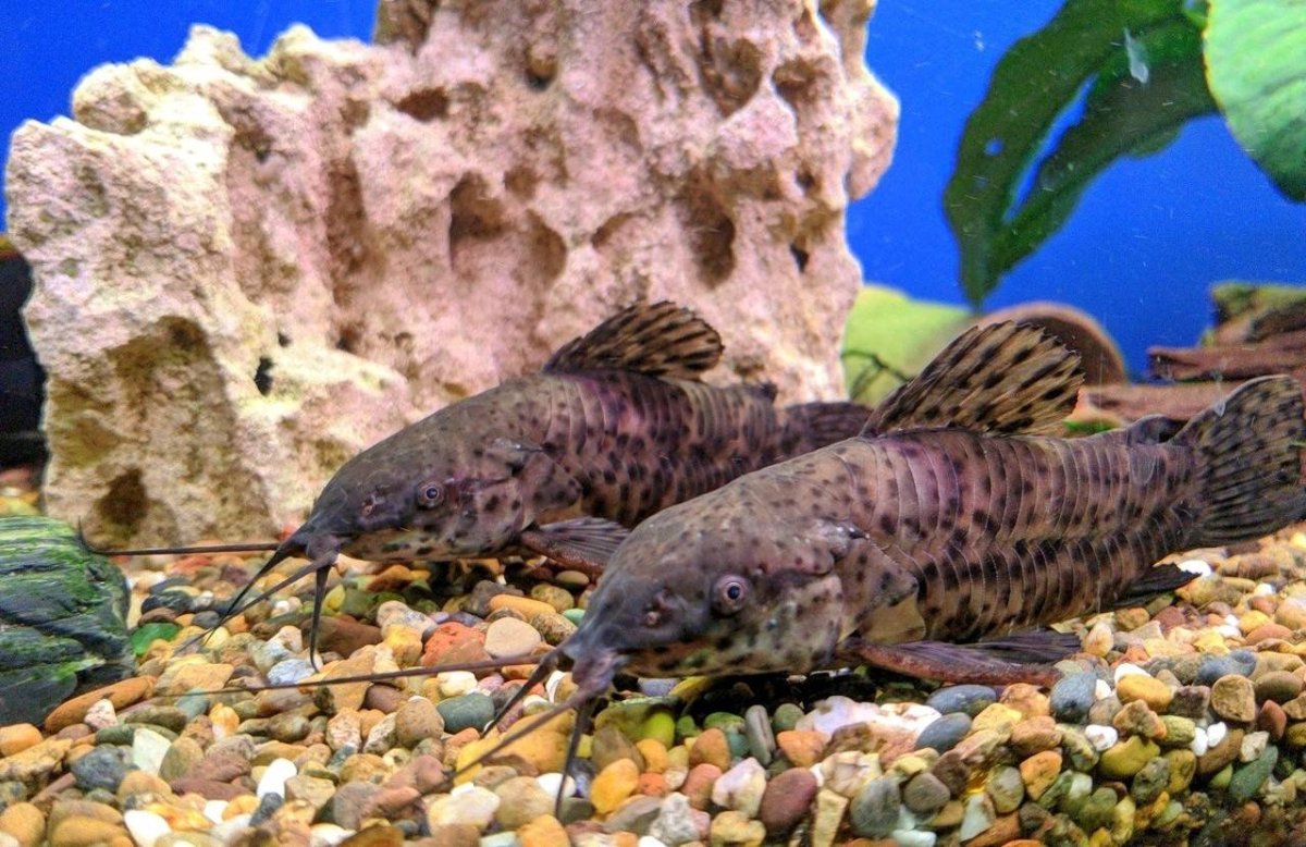 Рыбка сомик таракатум