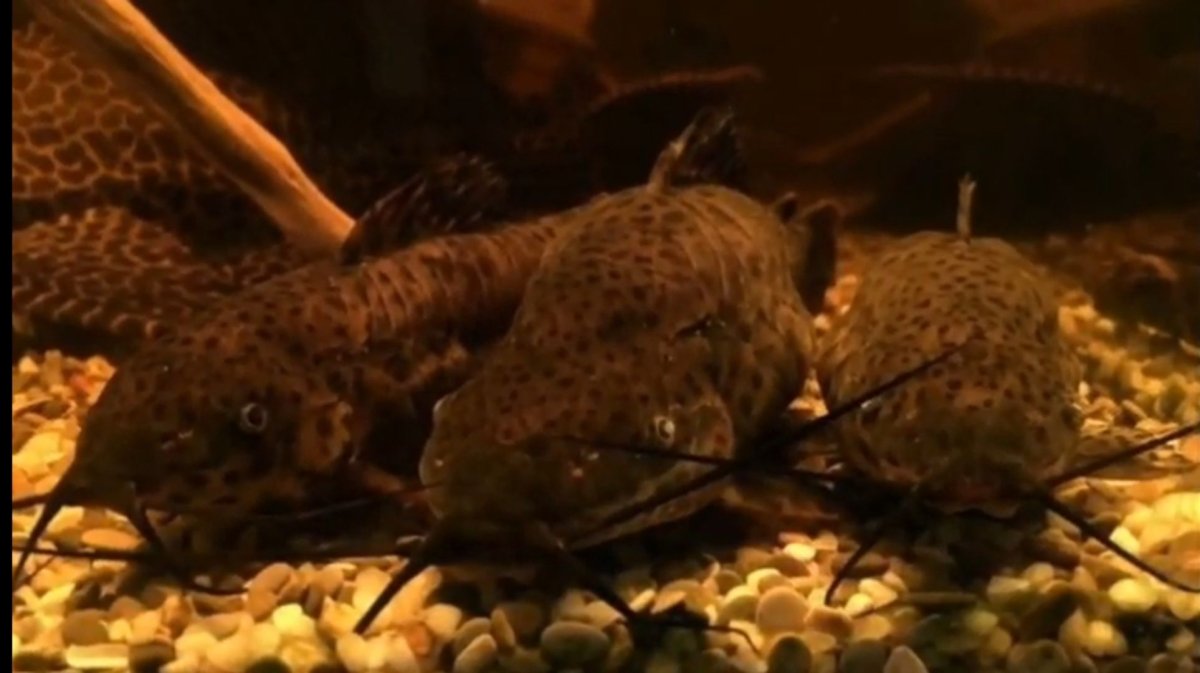 Сом аквариумный таракатум