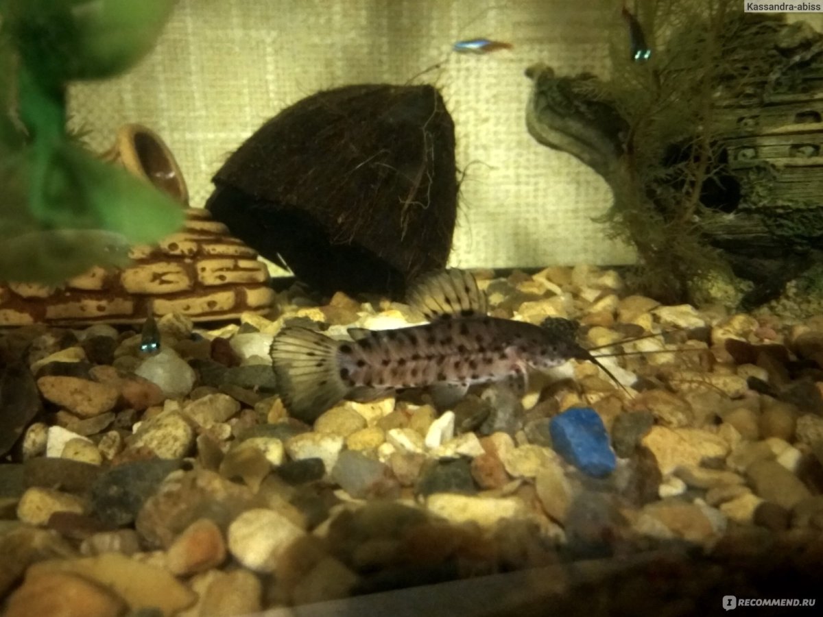 Рыбка сомик таракатум