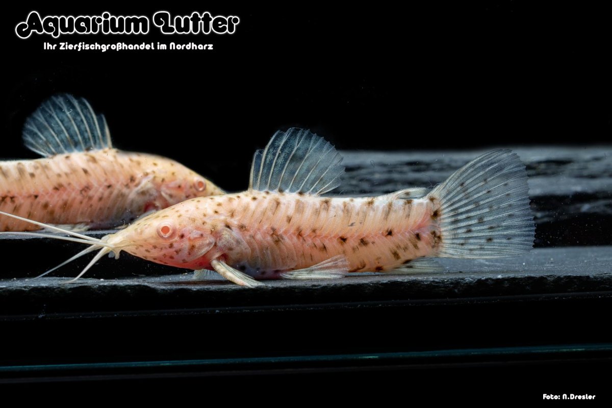 Сомик таракатум размножение