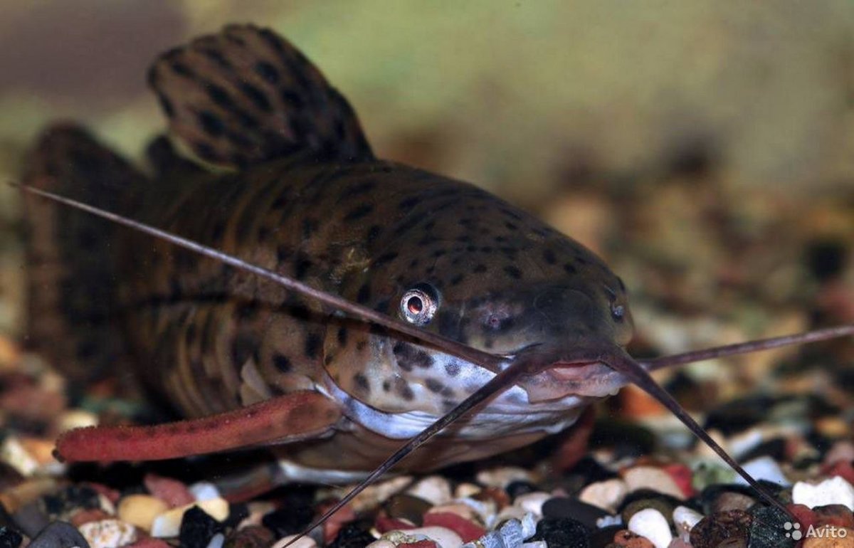 Сом таракатум альбинос