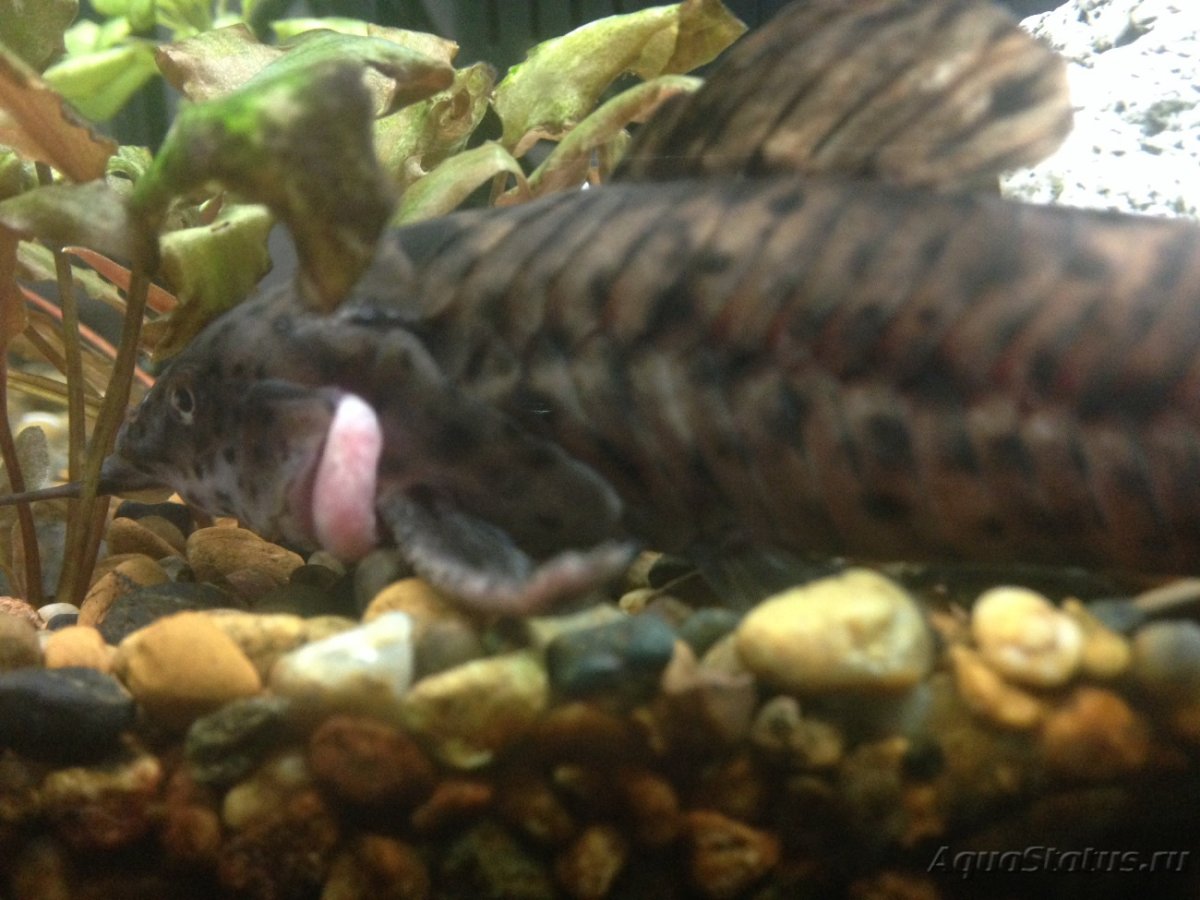 Икра сомиков таракатумов