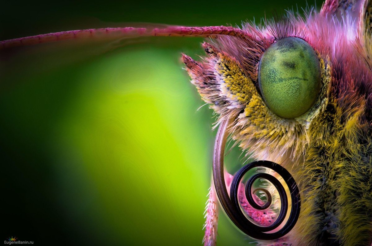 Макросъемка животных