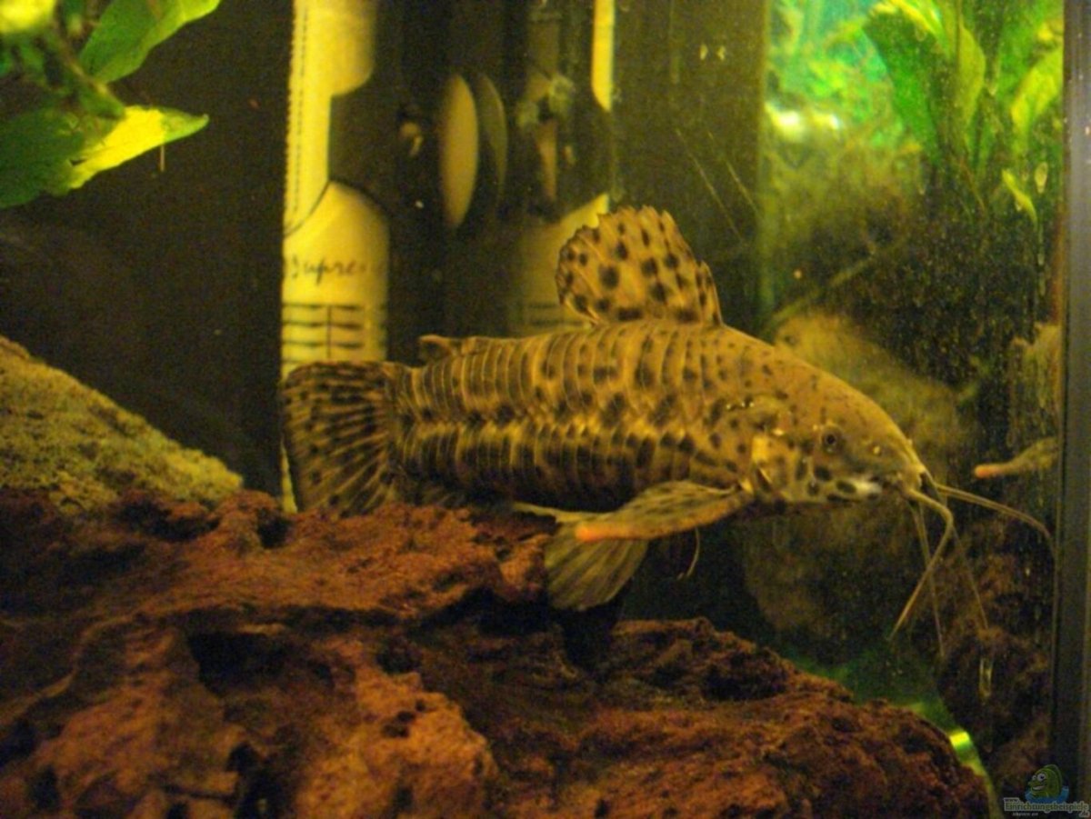 Сом таракатум альбинос