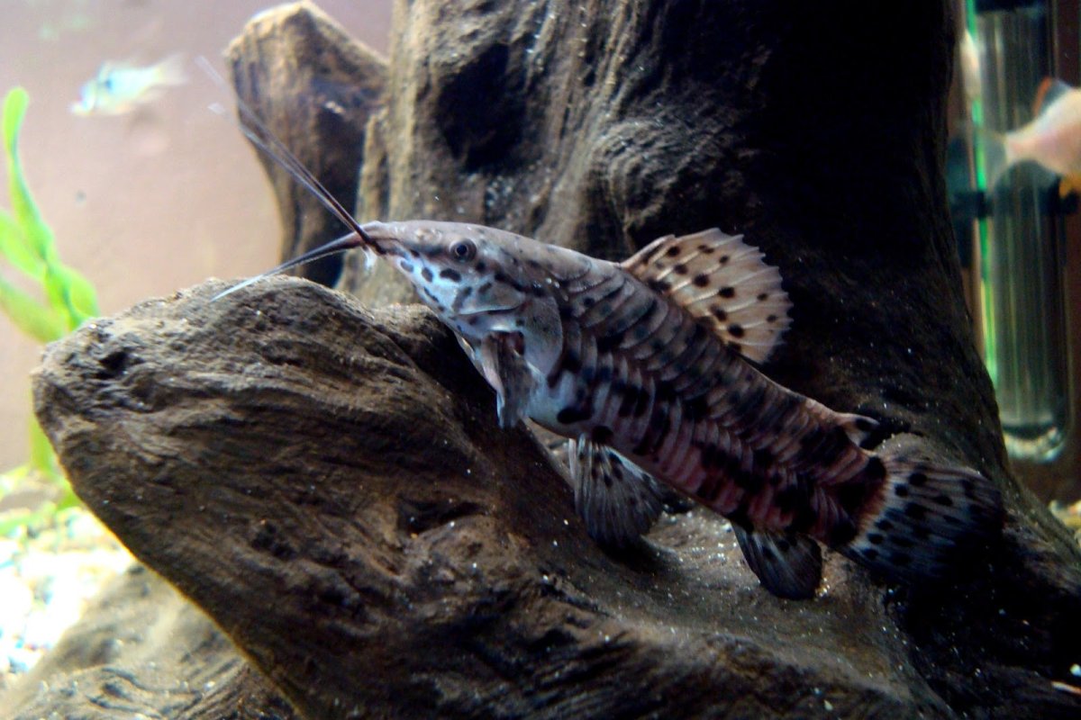 Таракатум альбинос содержание