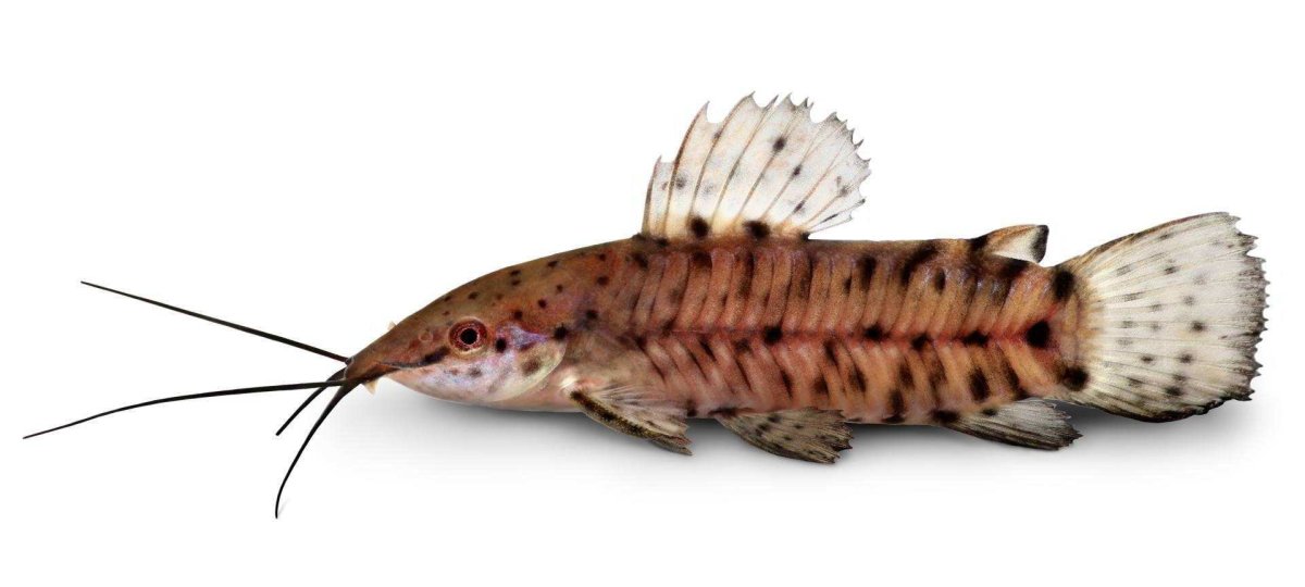 Megalechis thoracata