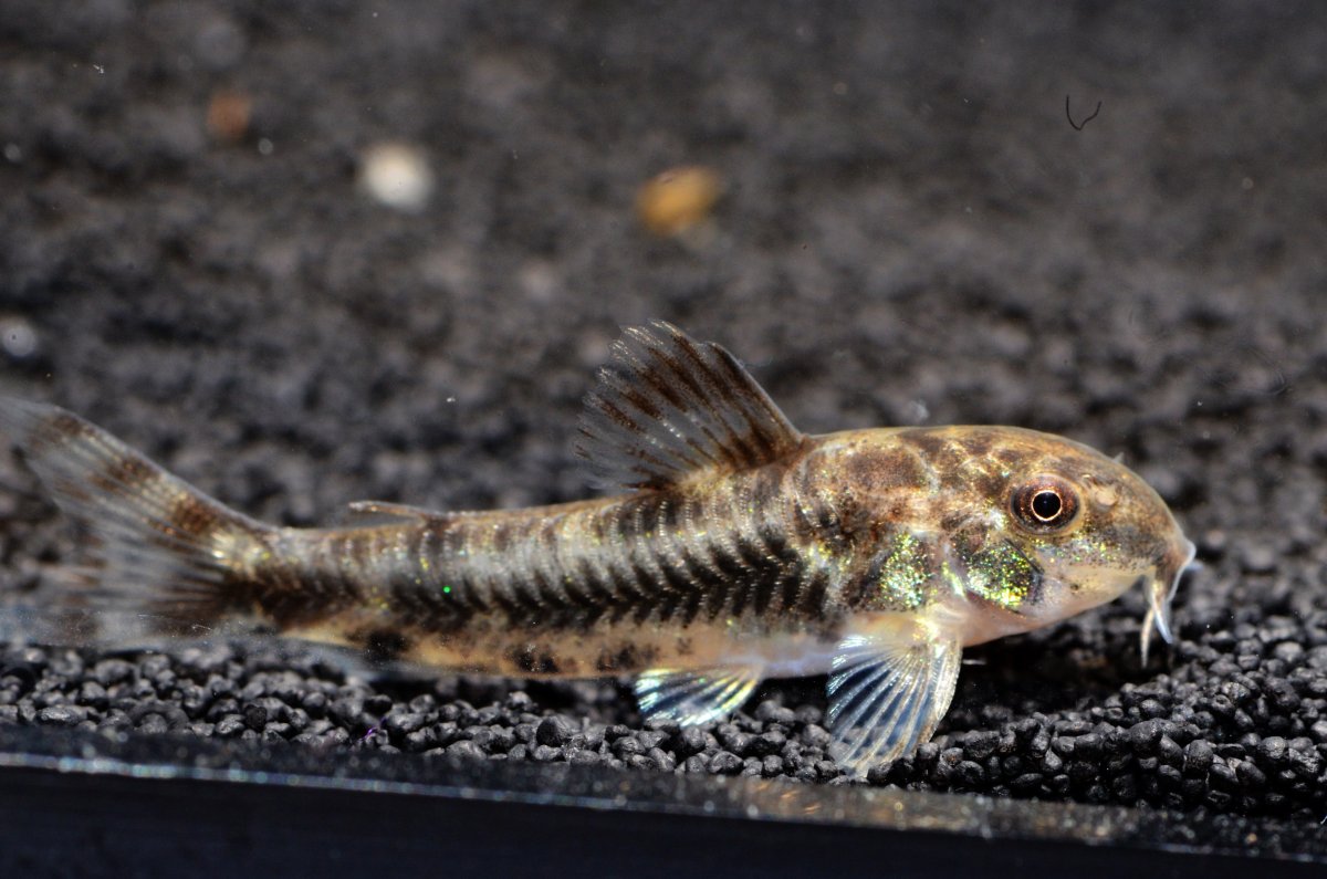 Таракатум рыбка аквариумная