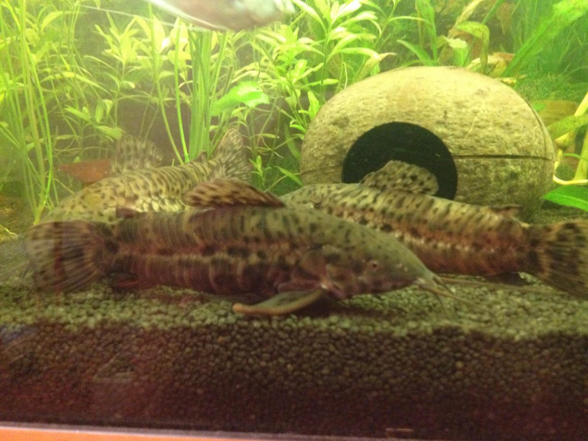 Сом таракатум гнездо