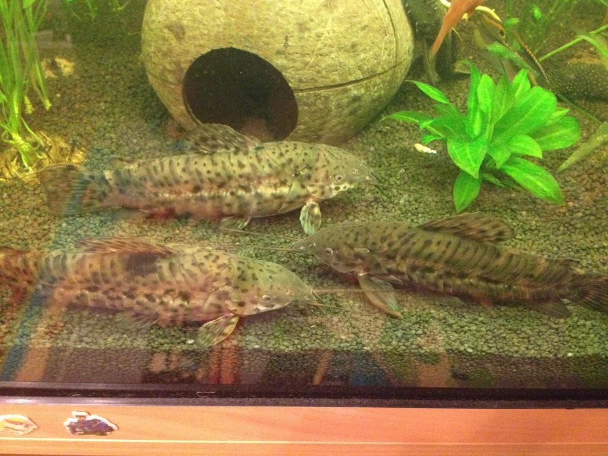 Таракатум альбинос самка