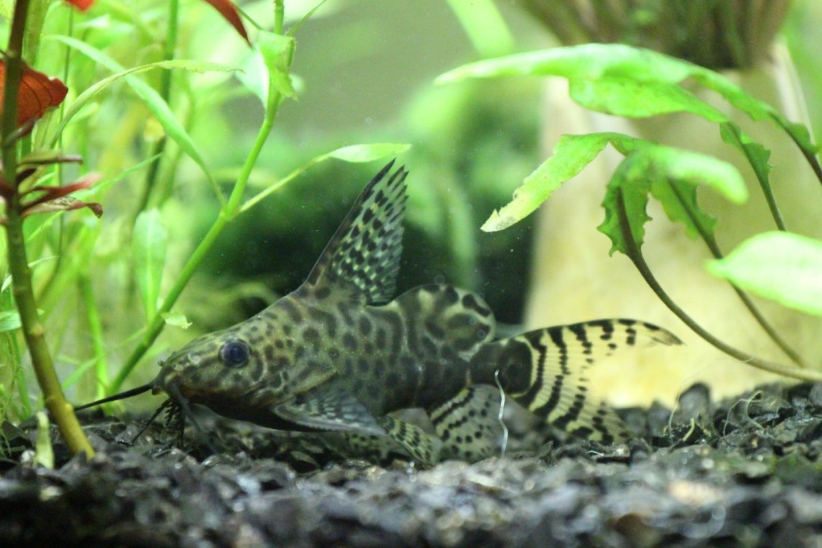 Сом синодонтис Далматин