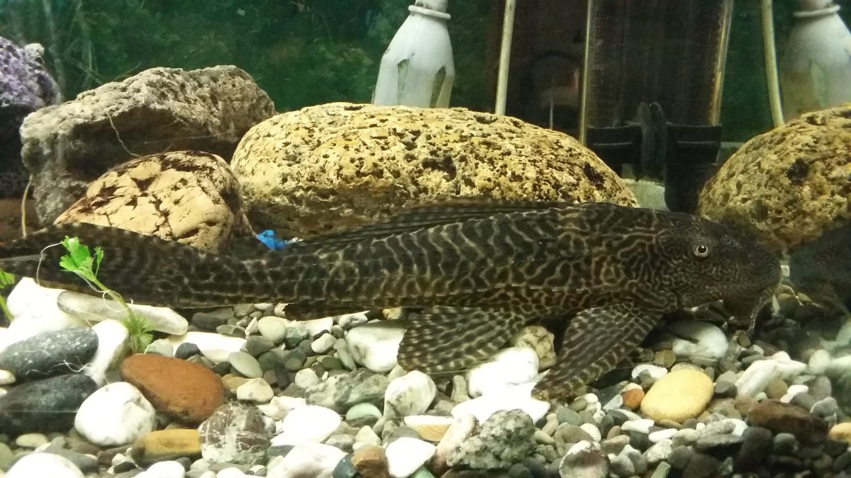 Сомик таракатум аквариумная рыбка