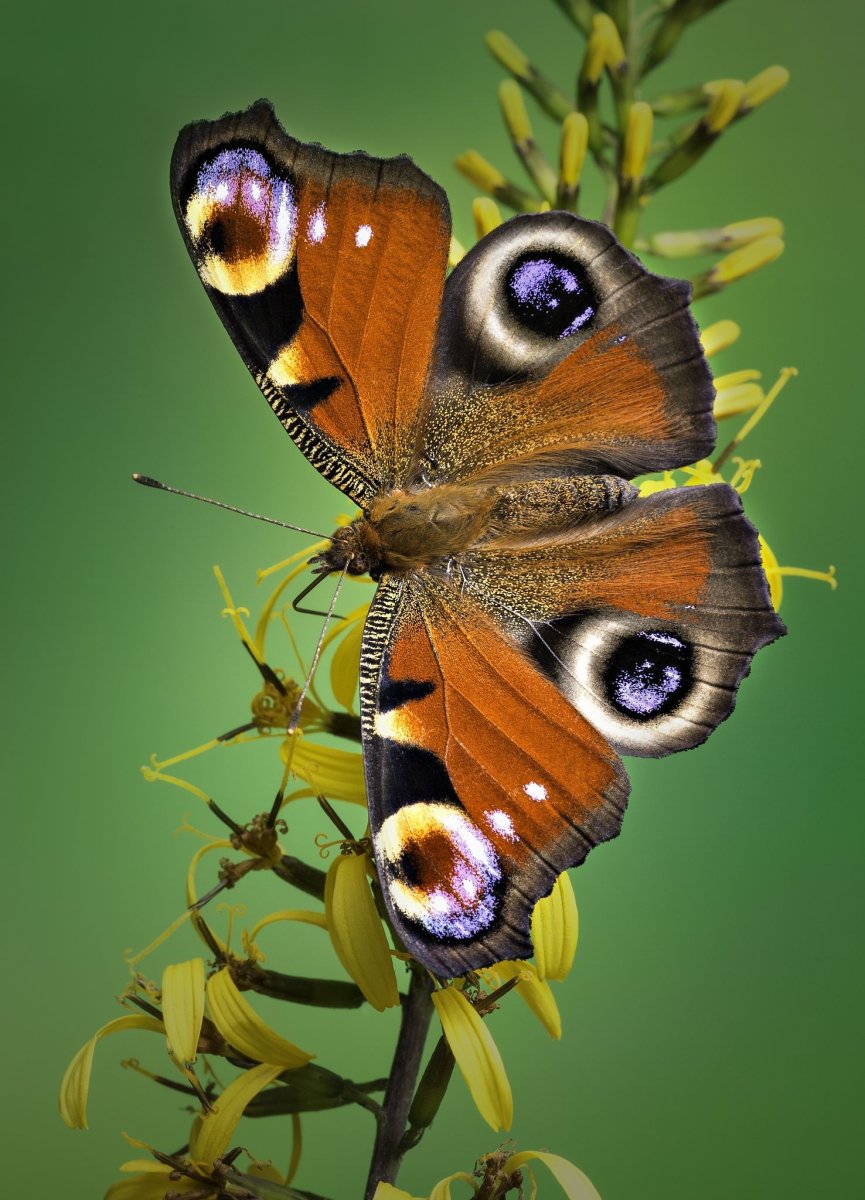 Papillon бабочка Schmetterling