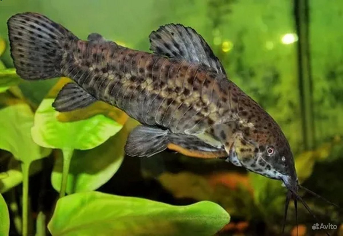 Рыбка сомик таракатум