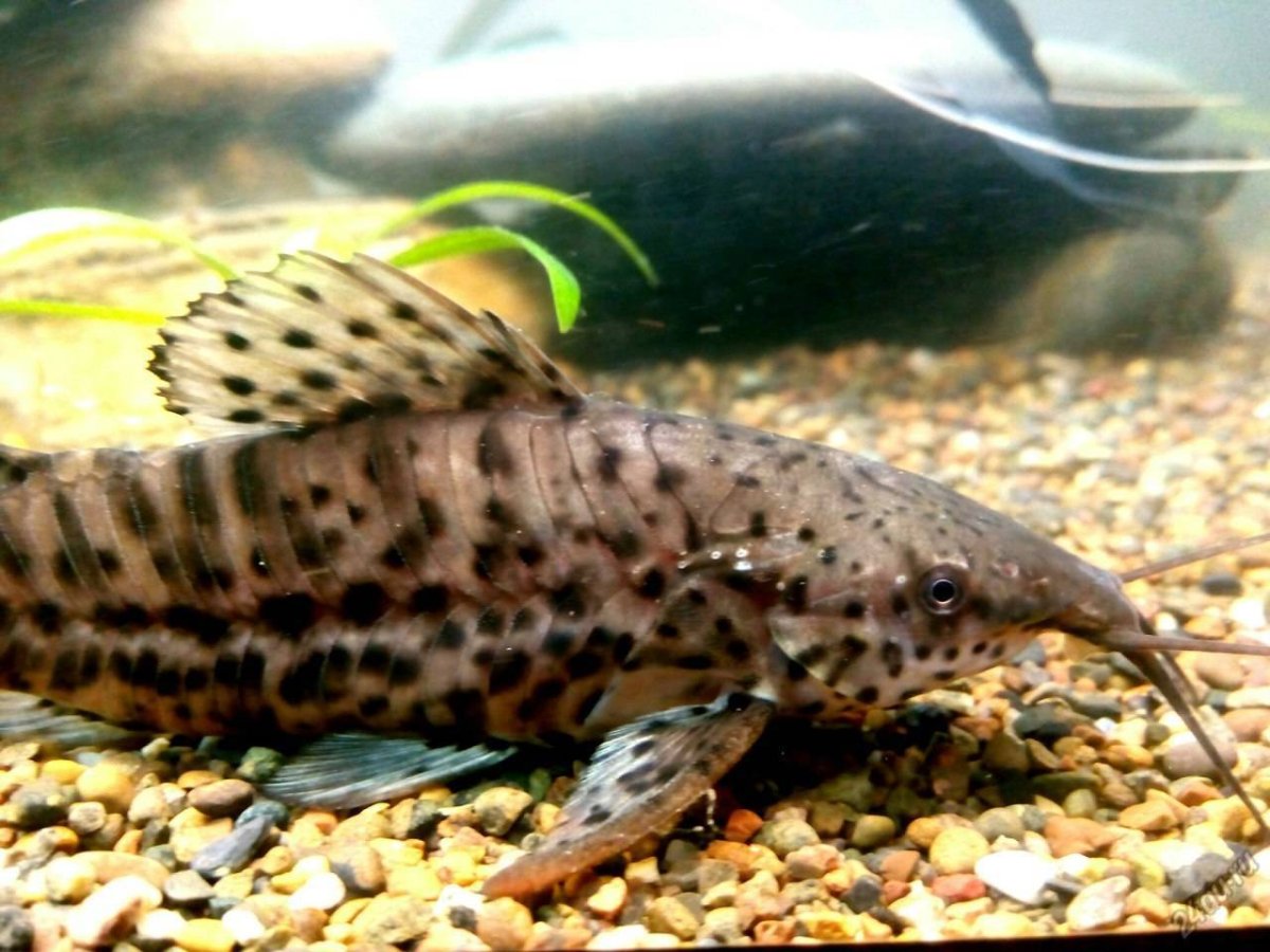 Аквариумные рыбки сом таракатум