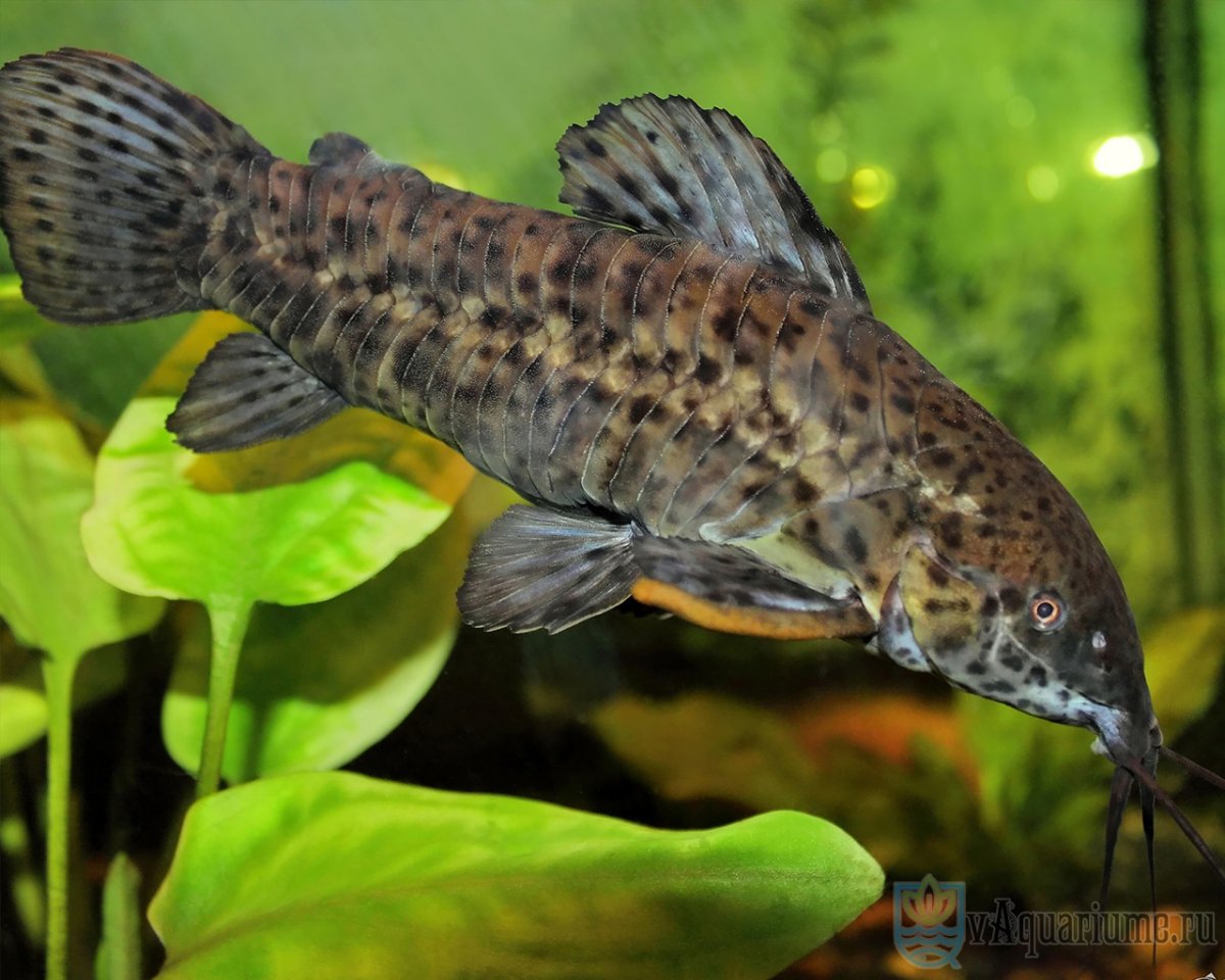 Сомик таракатум