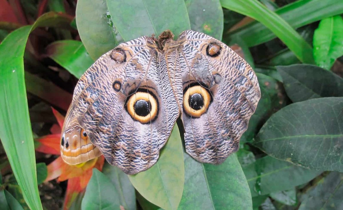 Бабочка Калиго(бабочка-Сова)