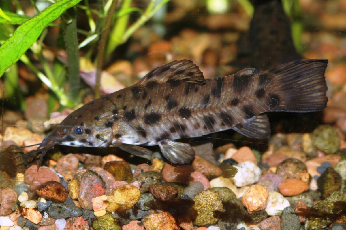 Сомик таракатум